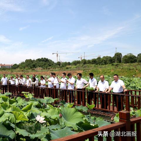 江夏区法泗镇最新规划，未来蓝图揭秘